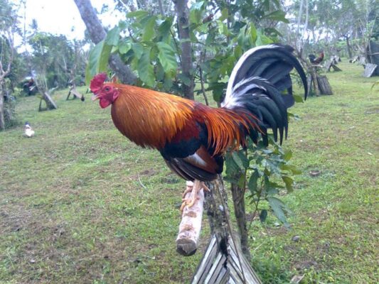 Buy Peruvian Rooster