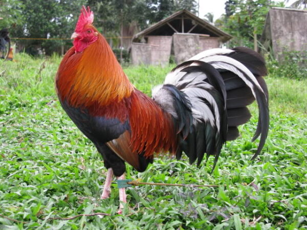 Buy Albany Rooster